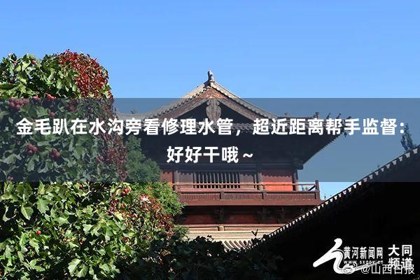 金毛趴在水沟旁看修理水管，超近距离帮手监督：好好干哦～