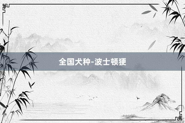 全国犬种-波士顿㹴